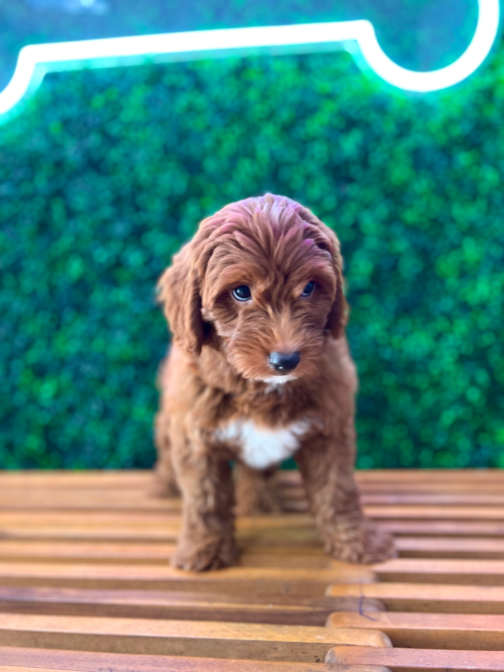 Cute Mini Goldendoodle Baby