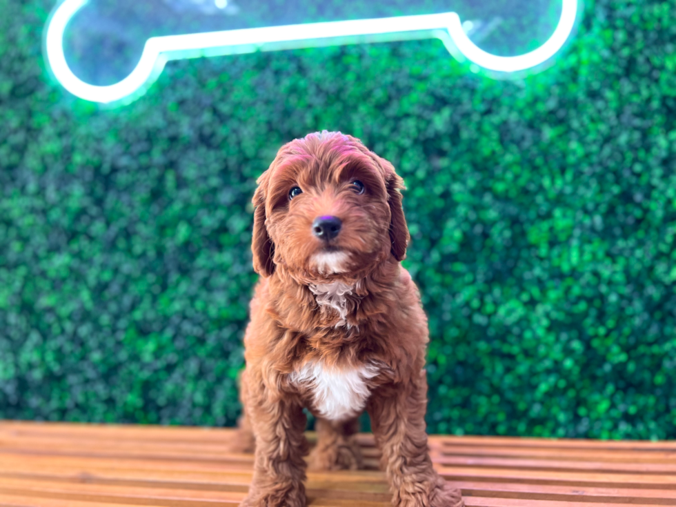 Mini Goldendoodle Pup Being Cute