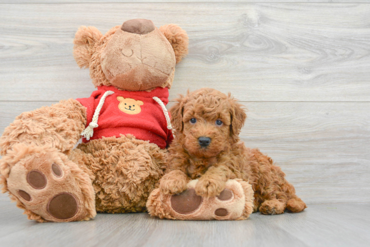Meet Freddy - our Mini Goldendoodle Puppy Photo 1/3 - Puppy Love PR Mini Goldendoodle Puppy for Adoption