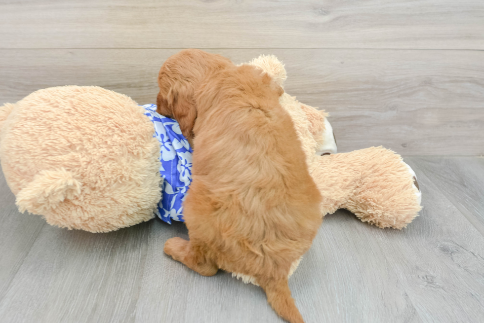 Smart Mini Goldendoodle Poodle Mix Pup