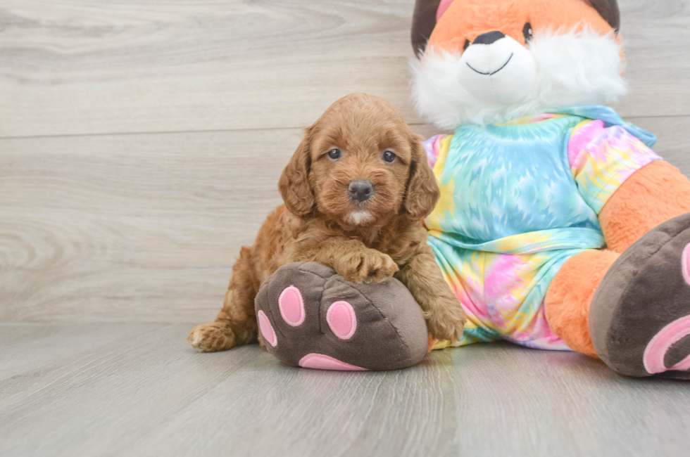 5 week old Mini Goldendoodle Puppy For Sale - Puppy Love PR