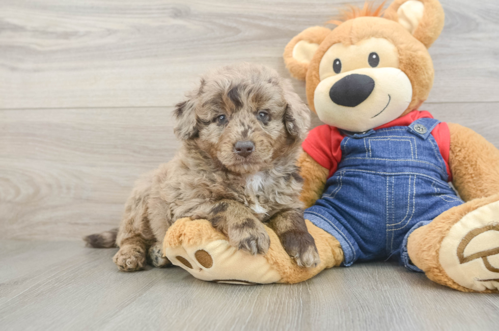 6 week old Mini Goldendoodle Puppy For Sale - Puppy Love PR