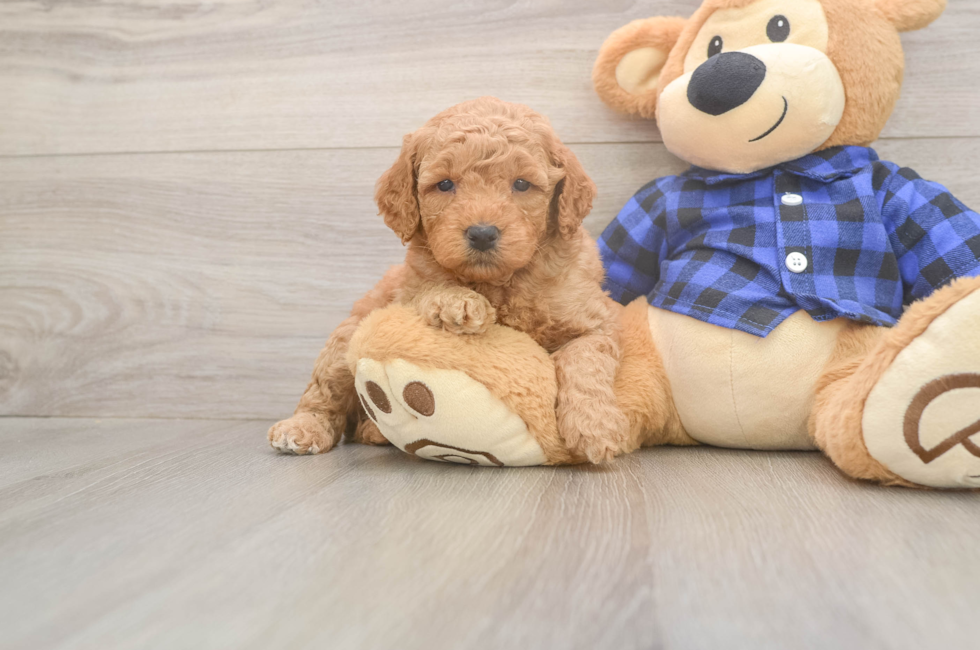 5 week old Mini Goldendoodle Puppy For Sale - Puppy Love PR
