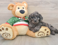6 week old Mini Goldendoodle Puppy For Sale - Puppy Love PR