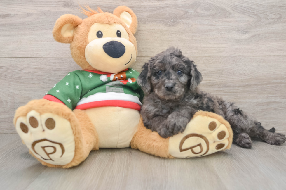 5 week old Mini Goldendoodle Puppy For Sale - Puppy Love PR