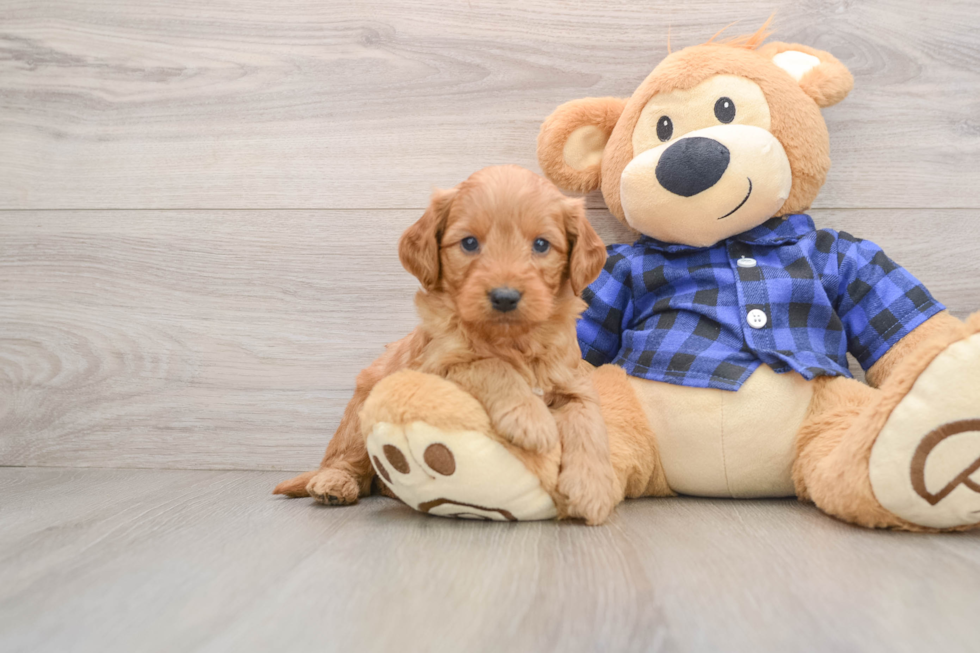 Small Mini Goldendoodle Baby