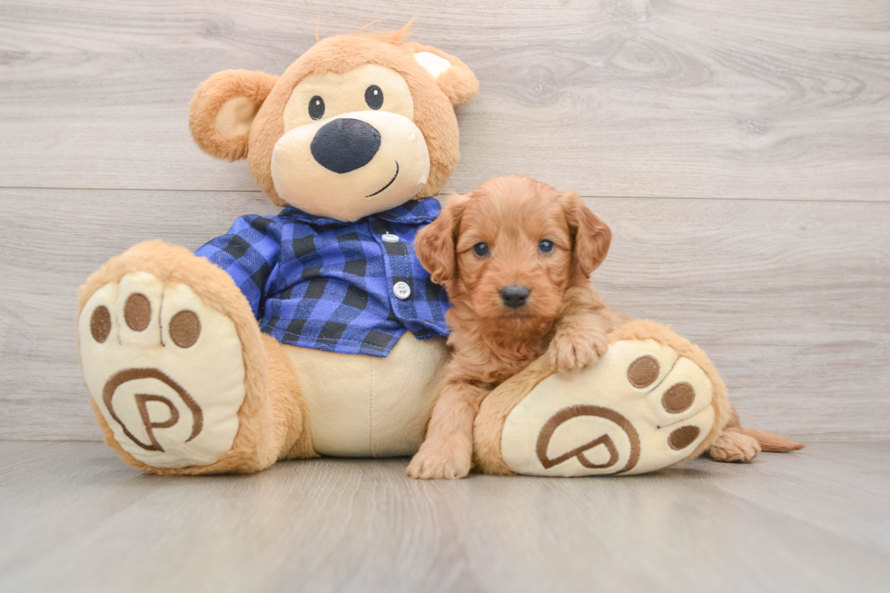Best Mini Goldendoodle Baby