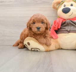 7 week old Mini Goldendoodle Puppy For Sale - Puppy Love PR