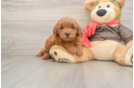 Cute Mini Goldendoodle Baby