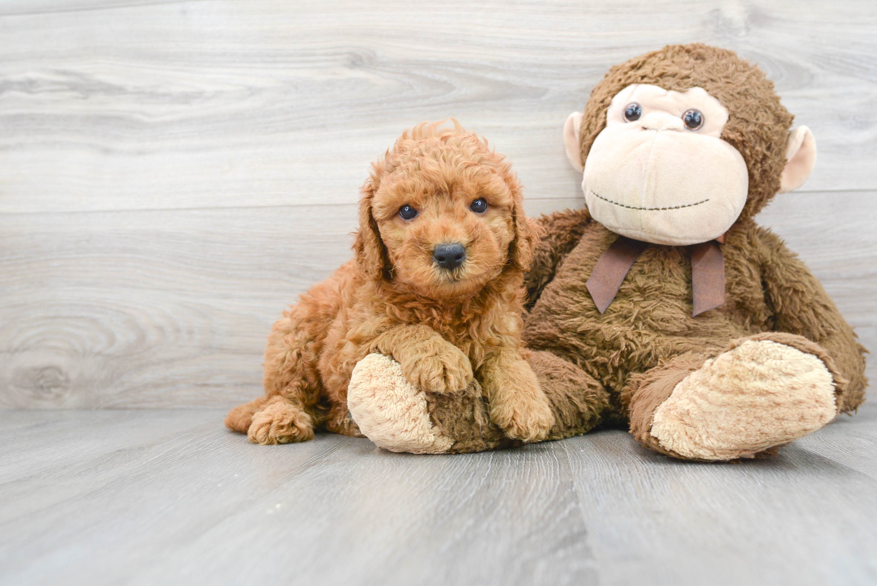 Cute Golden Retriever Poodle Mix Puppy
