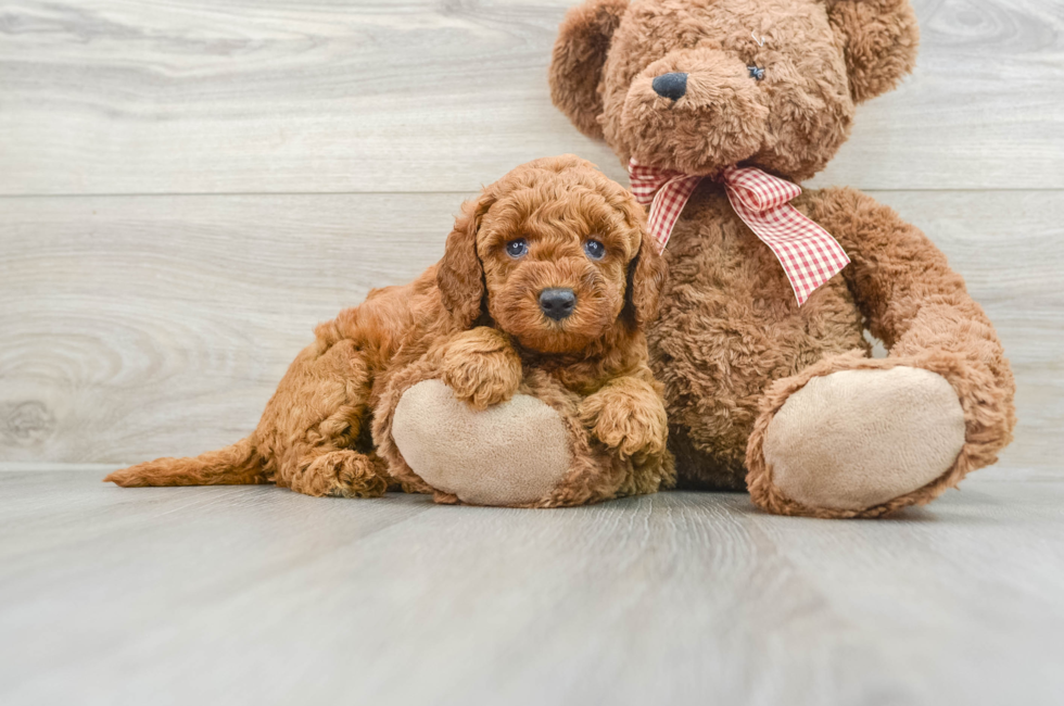 6 week old Mini Goldendoodle Puppy For Sale - Puppy Love PR