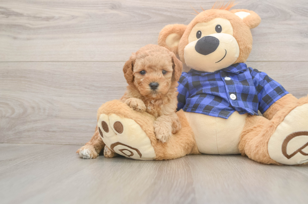 5 week old Mini Goldendoodle Puppy For Sale - Puppy Love PR