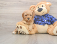 7 week old Mini Goldendoodle Puppy For Sale - Puppy Love PR 7 week old Mini Goldendoodle Puppy For Sale - Puppy Love PR