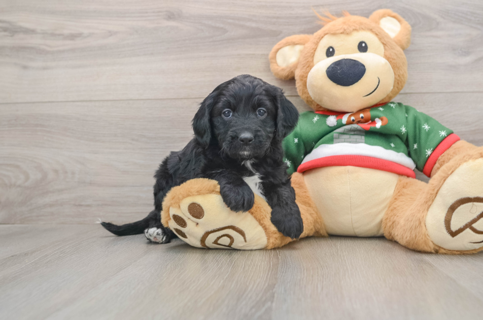 5 week old Mini Goldendoodle Puppy For Sale - Puppy Love PR