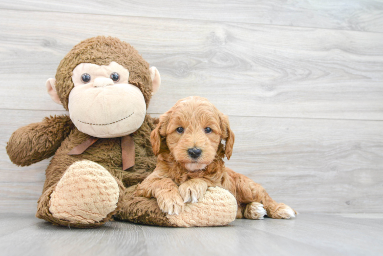 Meet Frito - our Mini Goldendoodle Puppy Photo 1/3 - Puppy Love PR Mini Goldendoodle Pup Being Cute
