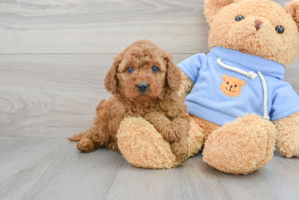 Energetic Golden Retriever Poodle Mix Puppy