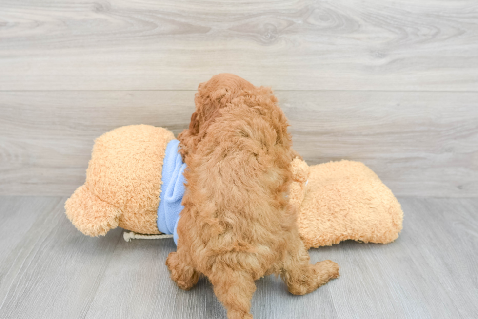 Mini Goldendoodle Pup Being Cute