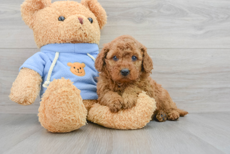 Mini Goldendoodle Pup Being Cute