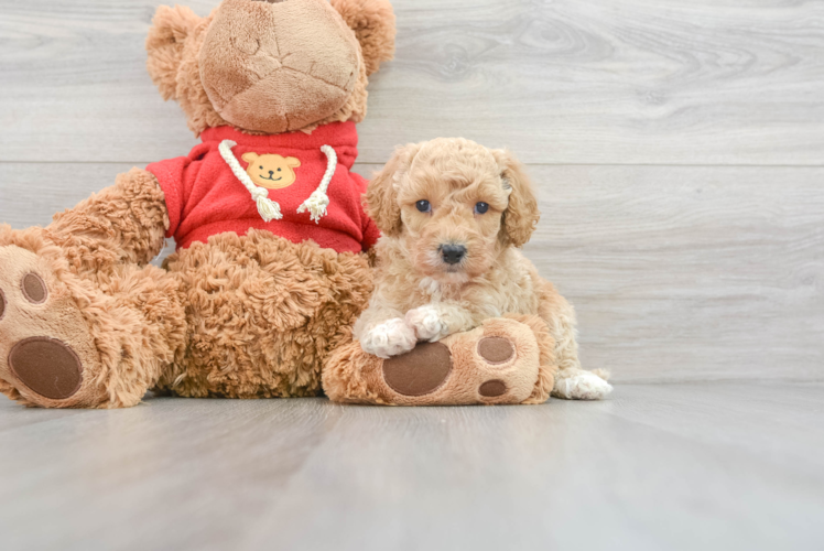 Meet Frito - our Mini Goldendoodle Puppy Photo 1/3 - Puppy Love PR Mini Goldendoodle Pup Being Cute