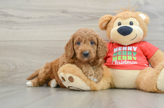 Friendly Mini Goldendoodle Baby