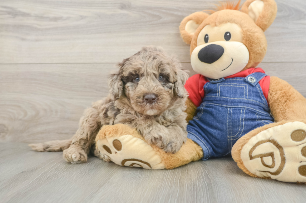 6 week old Mini Goldendoodle Puppy For Sale - Puppy Love PR
