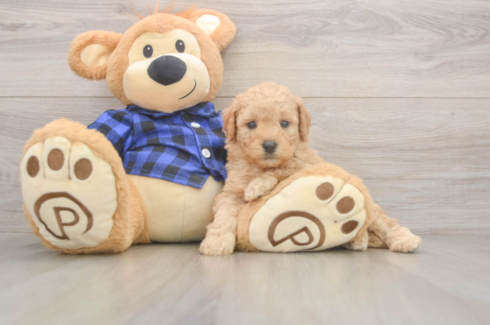 5 week old Mini Goldendoodle Puppy For Sale - Puppy Love PR