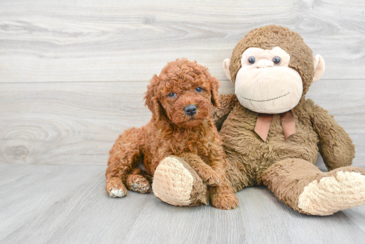 Hypoallergenic Golden Retriever Poodle Mix Puppy