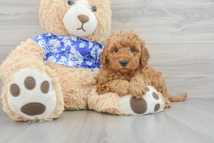 Meet Gabi - our Mini Goldendoodle Puppy Photo 1/3 - Puppy Love PR Mini Goldendoodle Puppy for Adoption