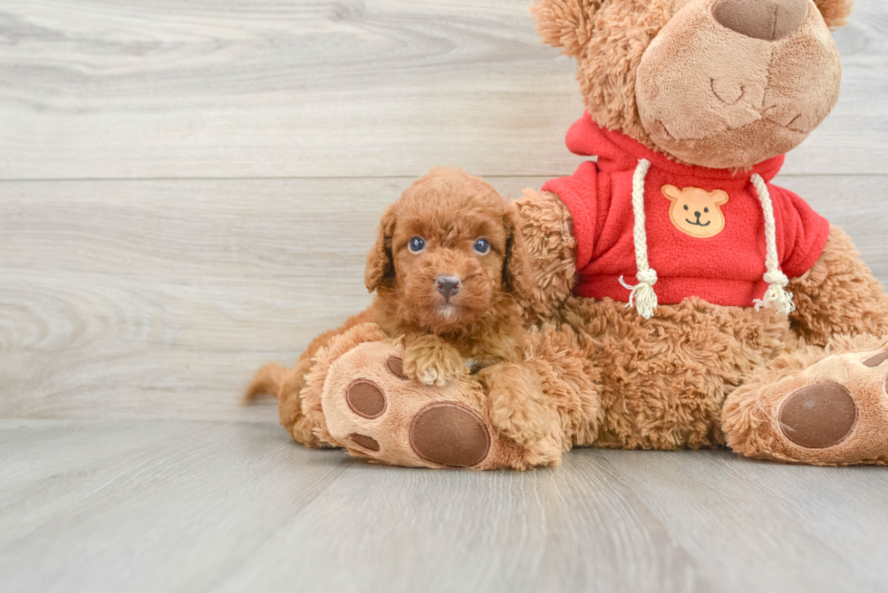 Mini Goldendoodle Puppy for Adoption