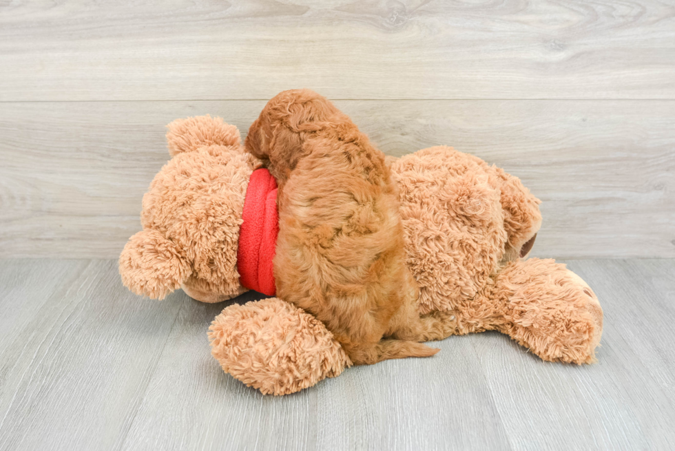 Best Mini Goldendoodle Baby