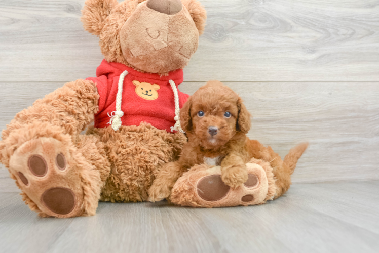 Fluffy Mini Goldendoodle Poodle Mix Pup