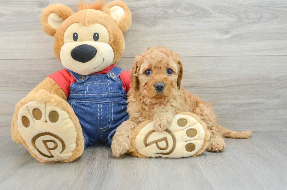 6 week old Mini Goldendoodle Puppy For Sale - Puppy Love PR