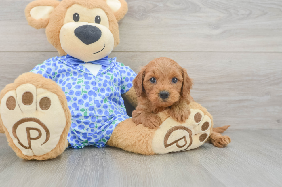 5 week old Mini Goldendoodle Puppy For Sale - Puppy Love PR