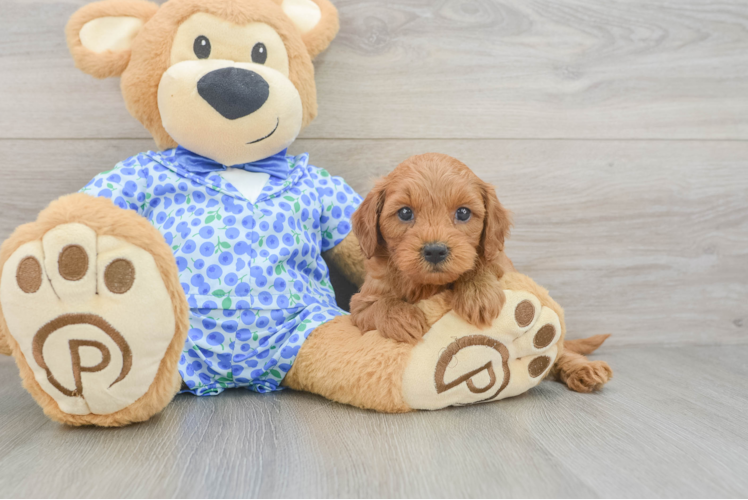 Meet Gabi - our Mini Goldendoodle Puppy Photo 1/3 - Puppy Love PR Small Mini Goldendoodle Baby