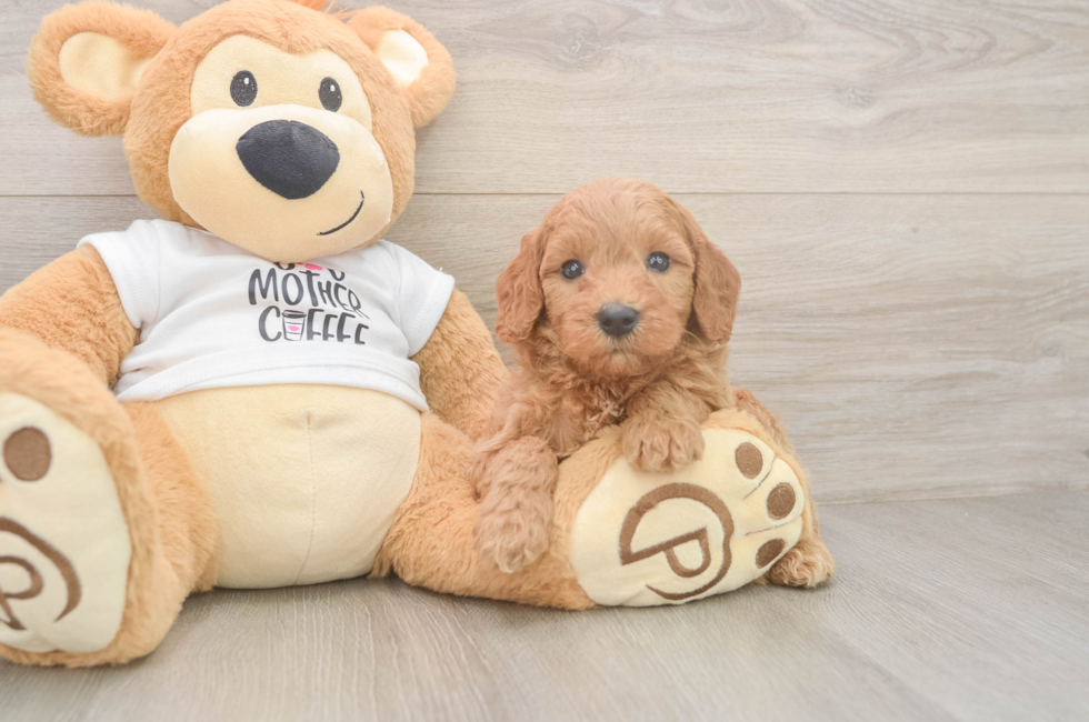 5 week old Mini Goldendoodle Puppy For Sale - Puppy Love PR