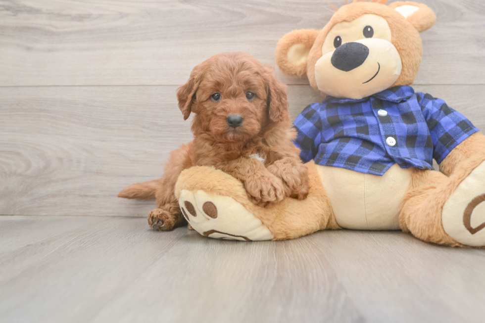Friendly Mini Goldendoodle Baby