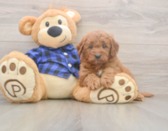 6 week old Mini Goldendoodle Puppy For Sale - Puppy Love PR