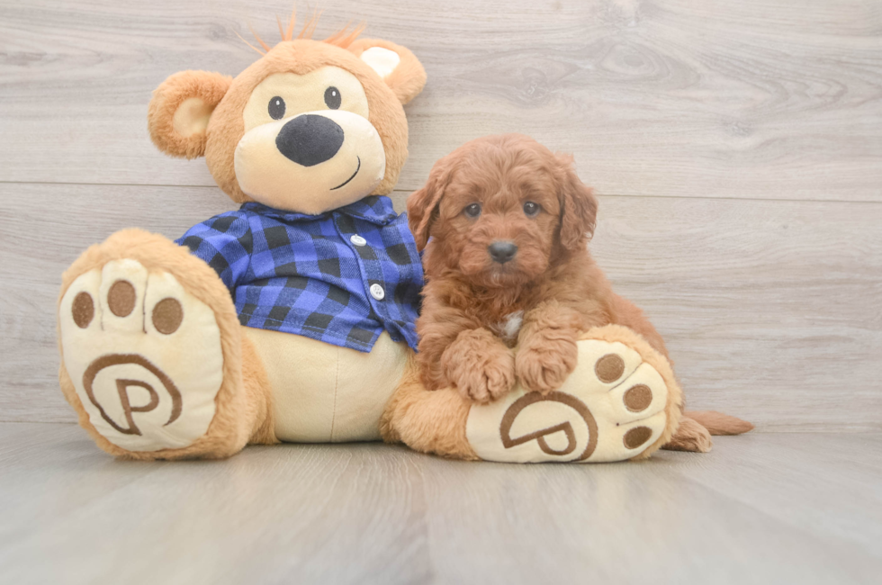 6 week old Mini Goldendoodle Puppy For Sale - Puppy Love PR