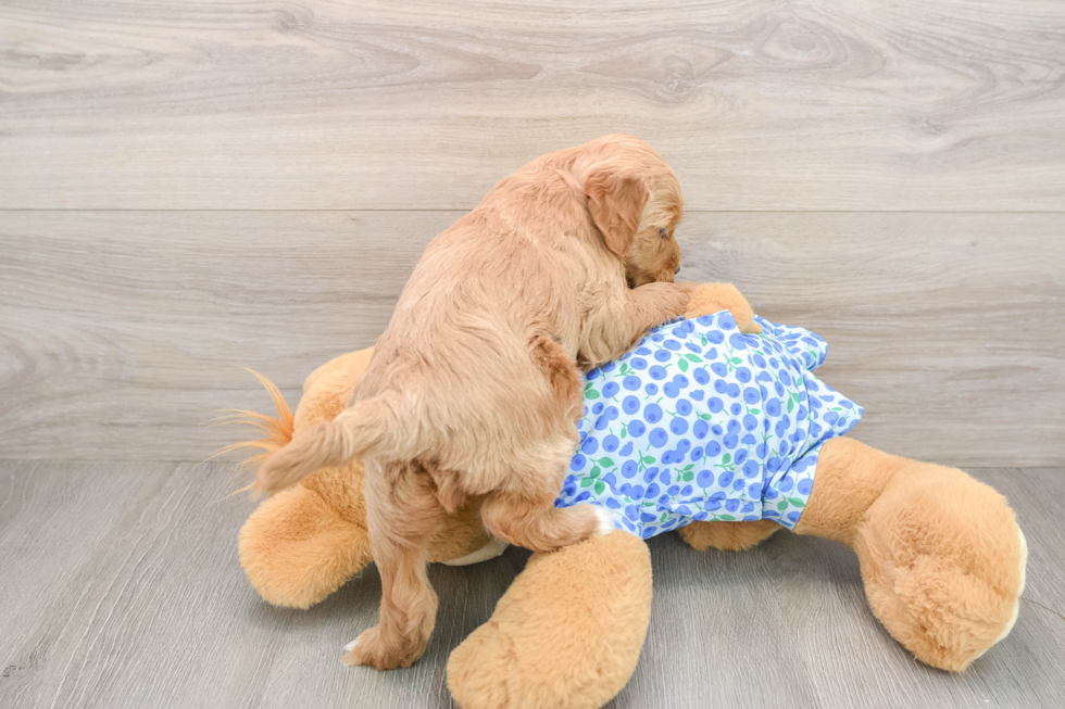 Best Mini Goldendoodle Baby