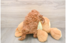 Friendly Mini Goldendoodle Baby