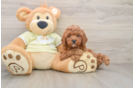 Mini Goldendoodle Pup Being Cute