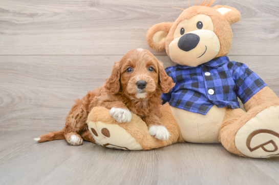 Mini Goldendoodle Puppy for Adoption