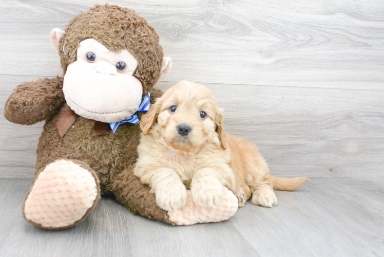 Meet Gabi - our Mini Goldendoodle Puppy Photo 1/3 - Puppy Love PR Best Mini Goldendoodle Baby