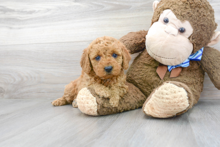 Mini Goldendoodle Pup Being Cute