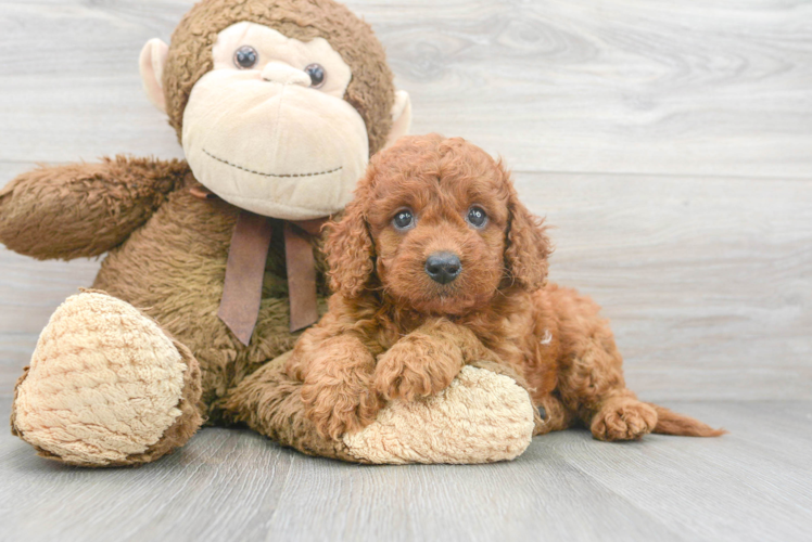 Sweet Mini Goldendoodle Baby