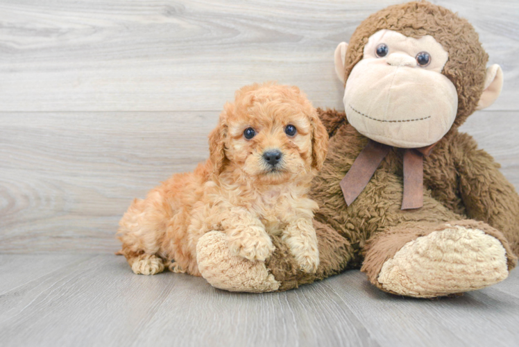 Petite Mini Goldendoodle Poodle Mix Pup