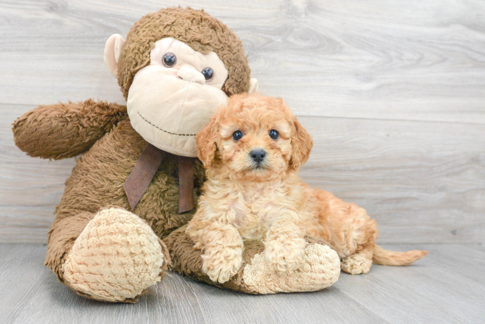 Mini Goldendoodle Pup Being Cute
