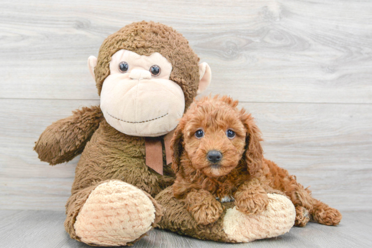 Hypoallergenic Golden Retriever Poodle Mix Puppy