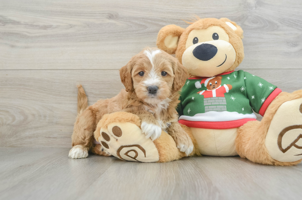 6 week old Mini Goldendoodle Puppy For Sale - Puppy Love PR