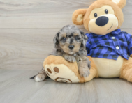 8 week old Mini Goldendoodle Puppy For Sale - Puppy Love PR